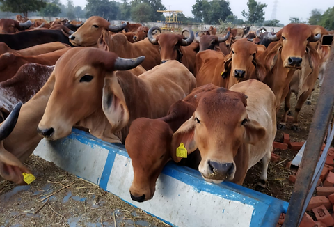 Cow Seva Program